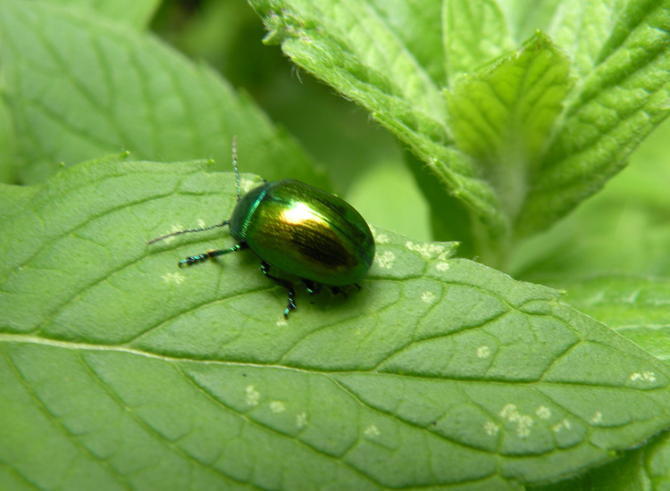 Chrysomelidae dal Trentino